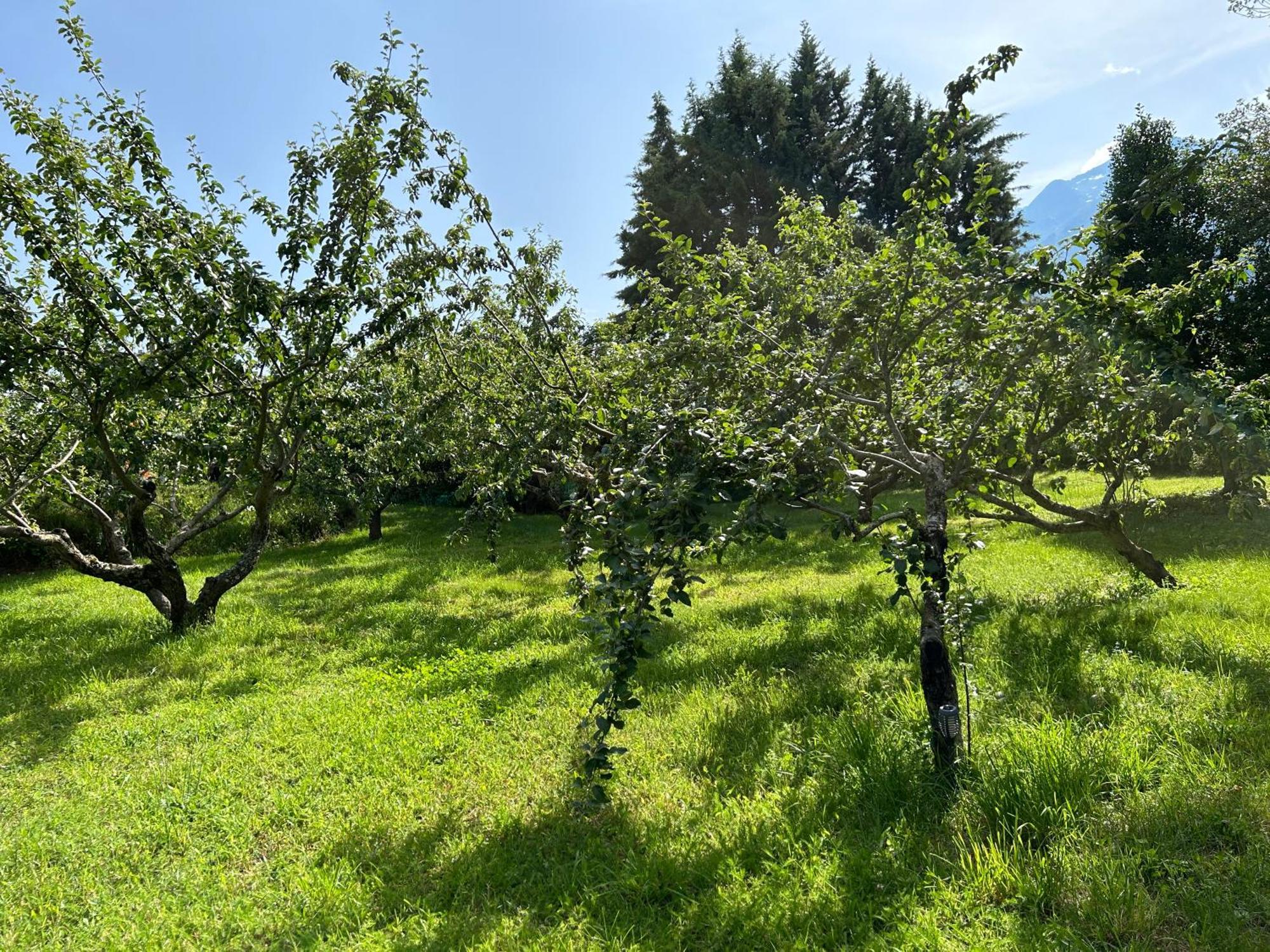 D'etape Chez Pierrot Vivario (Corsica)