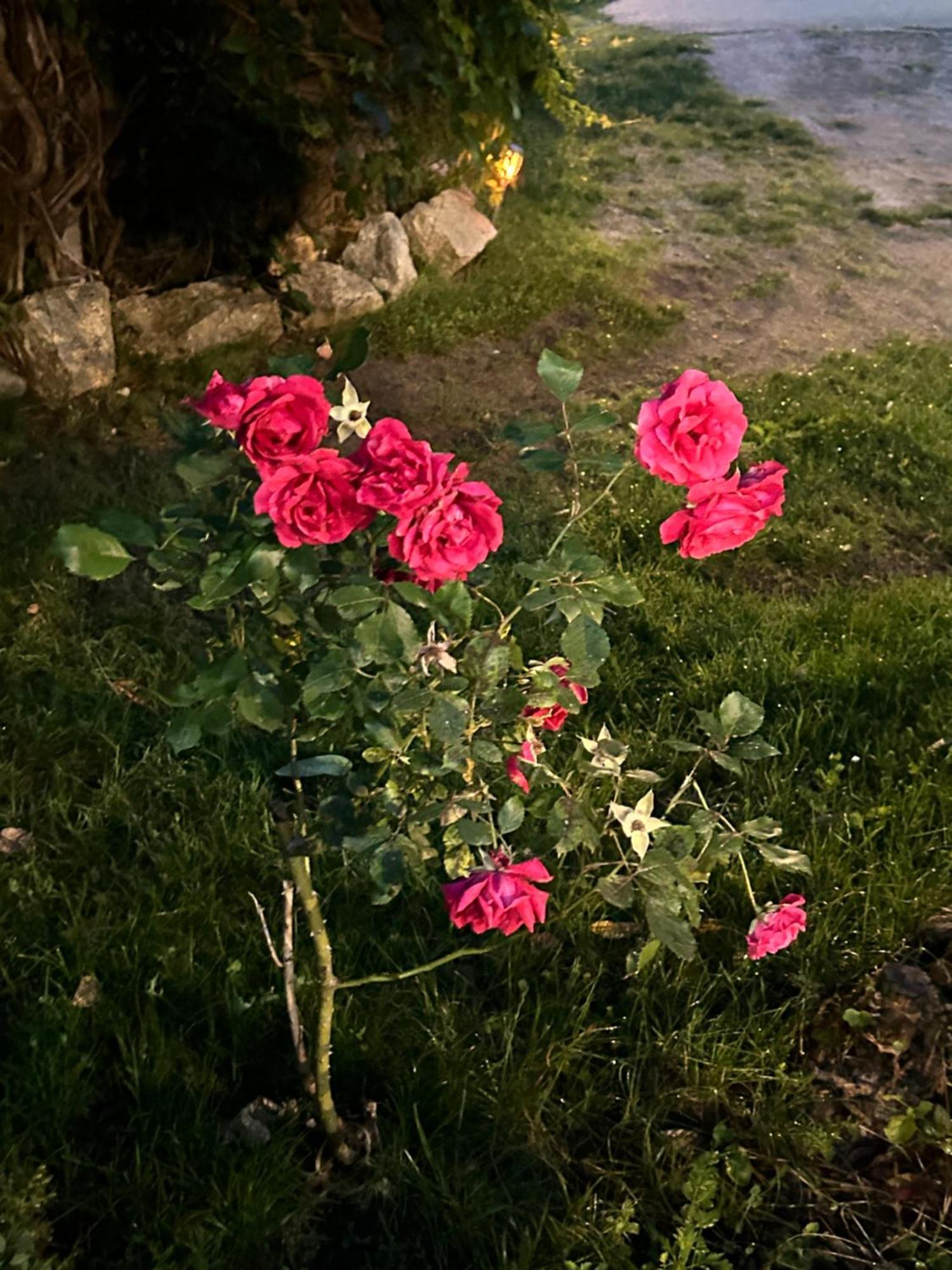 Chez Pierrot Bed & Breakfast Vivario (Corsica)
